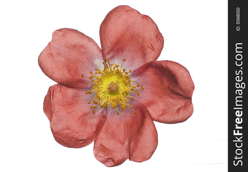 Isolated blossom of a light red summer or spring flower. Isolated blossom of a light red summer or spring flower