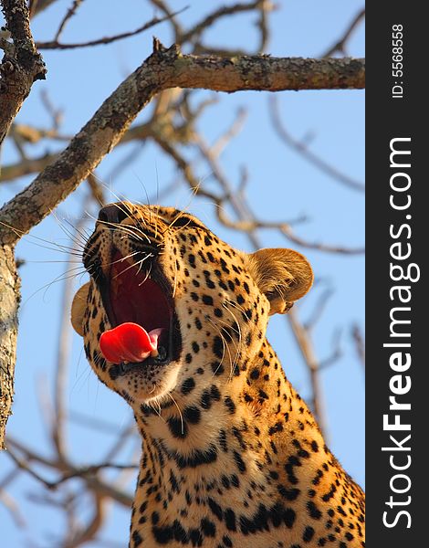 Leopard in a tree in the Sabi Sands Reserve