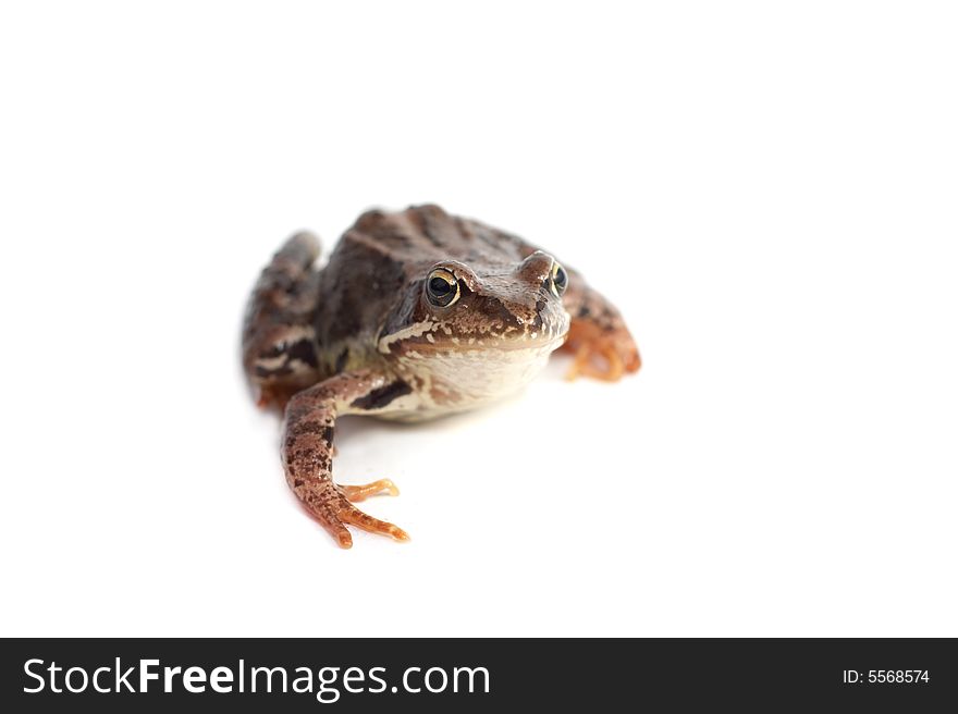 One frog on a white background