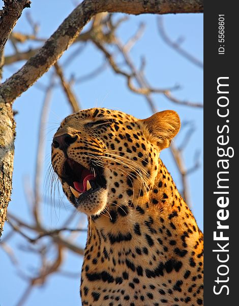 Leopard in a tree in the Sabi Sands Reserve