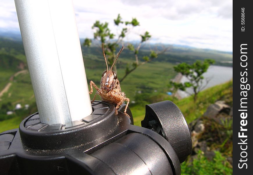 Grasshopper on a support, I in holiday