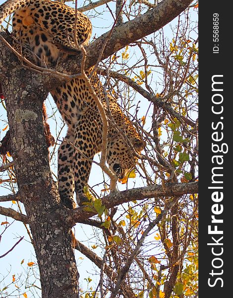 Leopard in a tree in the Sabi Sands Reserve