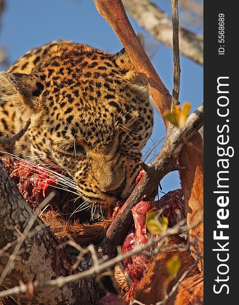 Leopard in a tree with kill in Sabi Sands Reserve