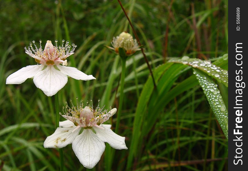 Morning dew on flowers, I on business trip