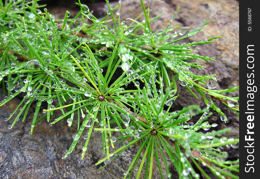 Larch in dew, after a fog, morning