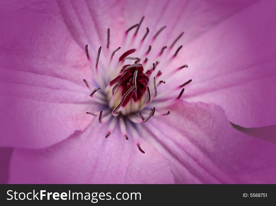 Macro of a Clematis vine blossom just opening in the june garden. Vignette added. Macro of a Clematis vine blossom just opening in the june garden. Vignette added.