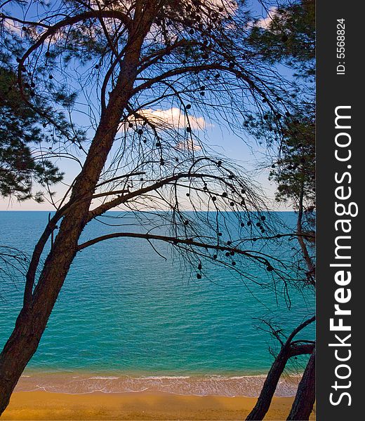 Beach, Sea, Sky, Pine