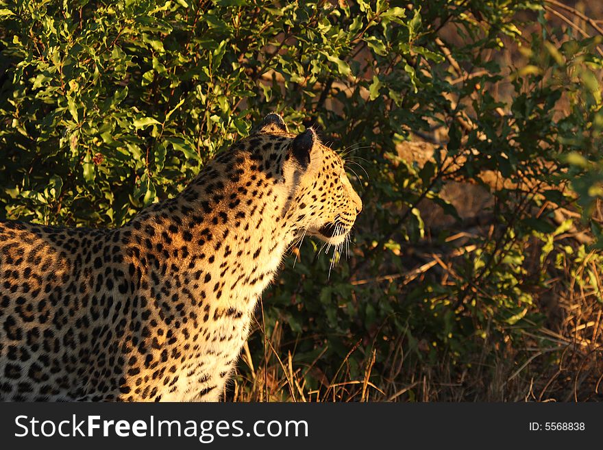 Leopard In The Sabi Sands