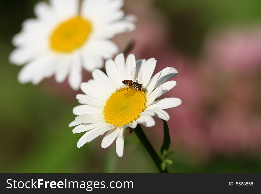 Tiny worker bee on a tiny daisy in the June garden.