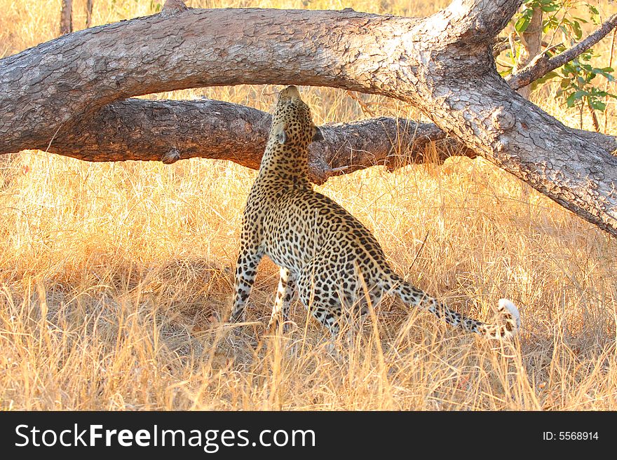 Leopard in a tree in the Sabi Sands Reserve