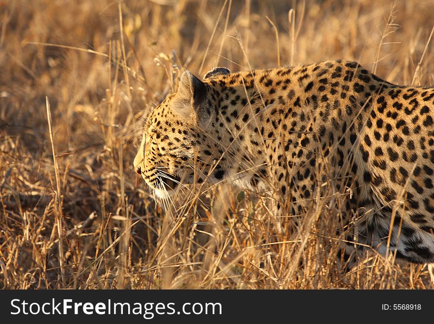 Leopard in the Sabi Sands