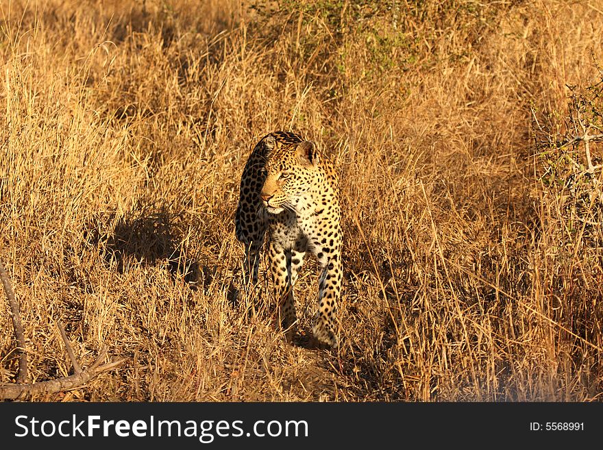 Leopard in the Sabi Sands Reserve