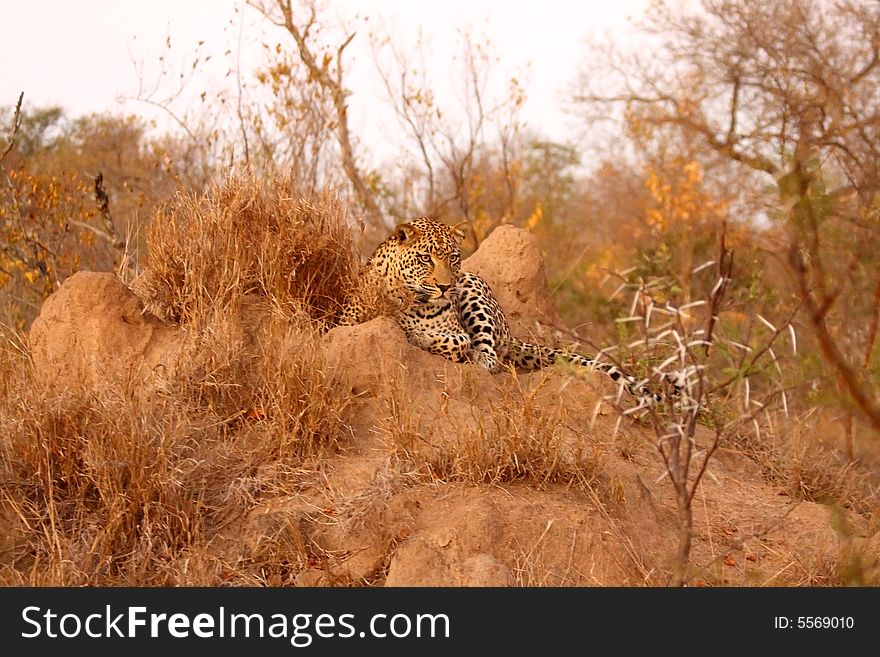 Leopard in the Sabi Sands