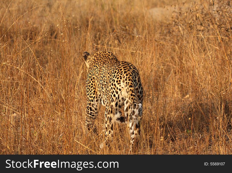 Leopard in the Sabi Sands Reserve