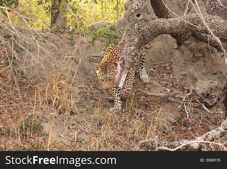 Leopard in a tree in the Sabi Sands Reserve. Leopard in a tree in the Sabi Sands Reserve
