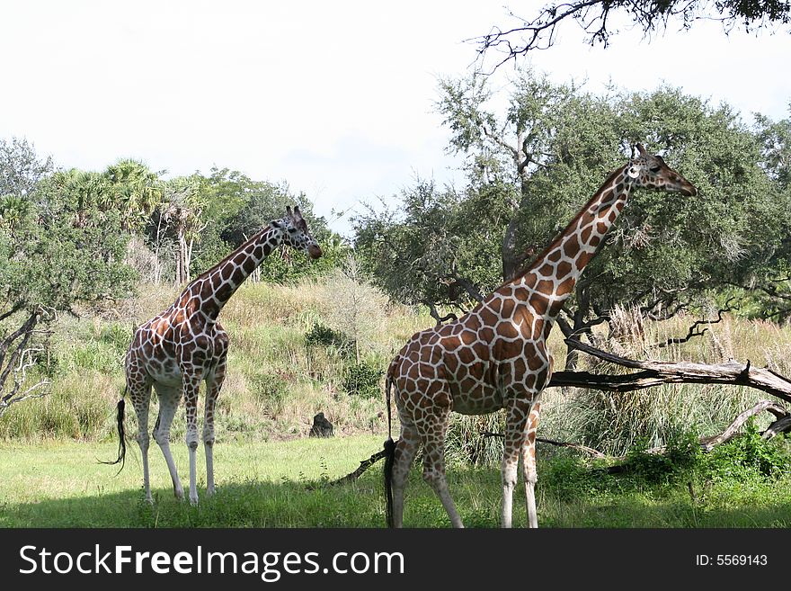 Two giraffe in a natural setting. Two giraffe in a natural setting