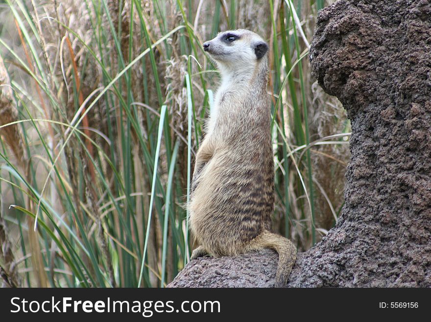 A single meerkat on watch for danger