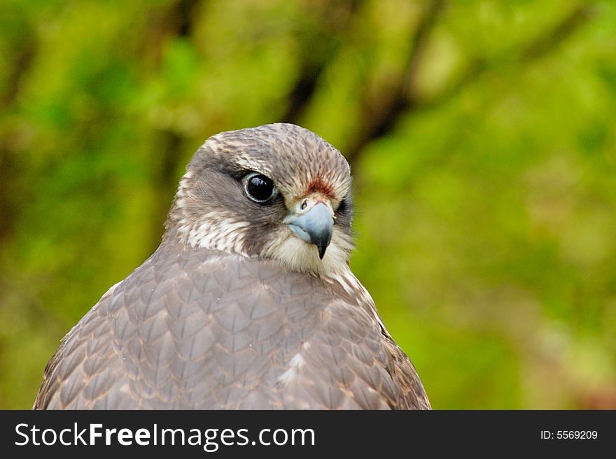 Portrait of Saker Falcon with bush as background