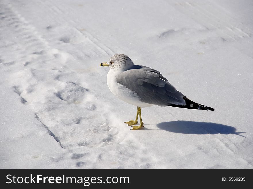 Gull on cold white snow thoughtful about a spring