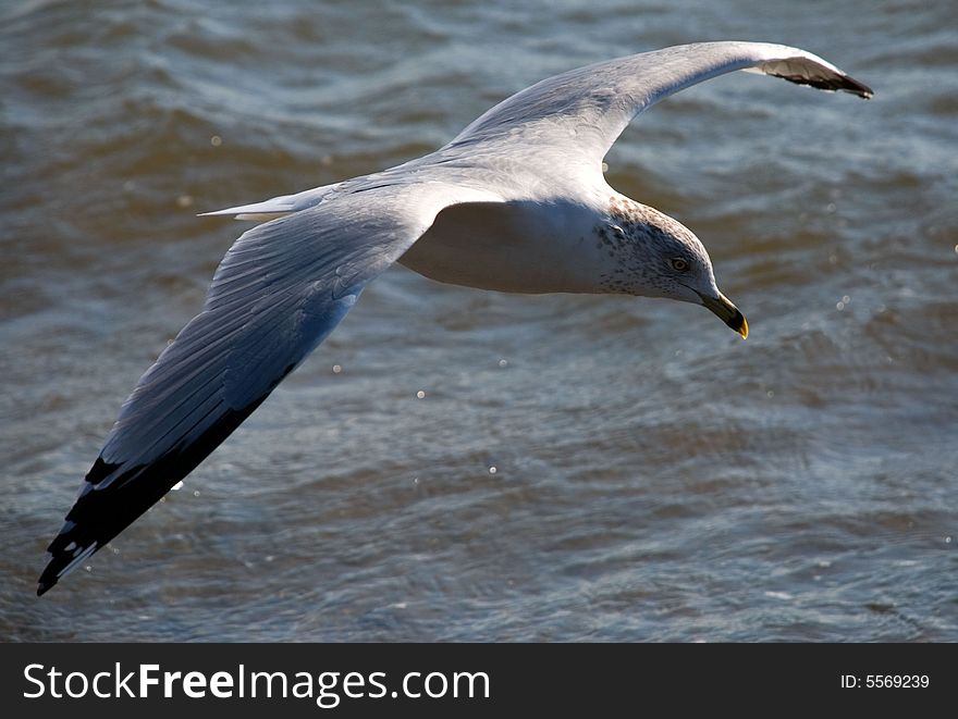 Gull on wing above an ocean