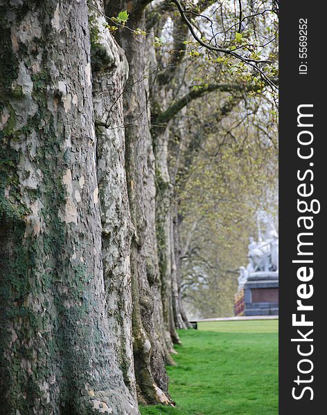 This are large old trees in a line. This are large old trees in a line