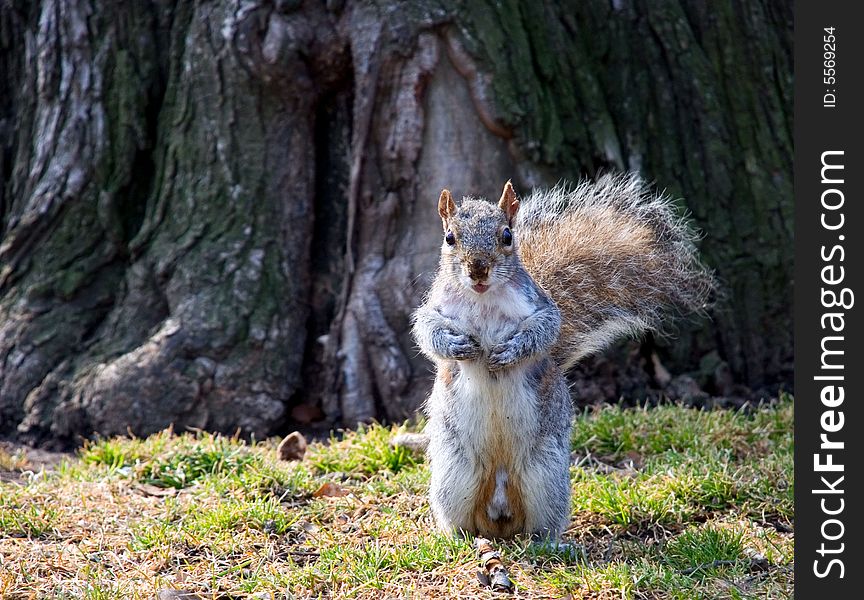 Looking surprised squirrel looks as a photographer is managed with a photo chamber
