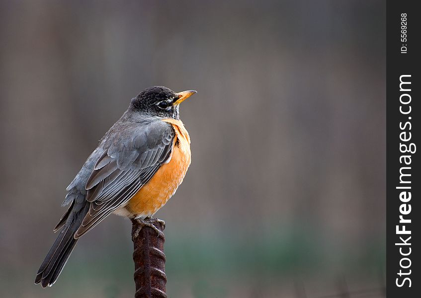 Robin sits on a ferrous stick on a darkly grey background. Robin sits on a ferrous stick on a darkly grey background