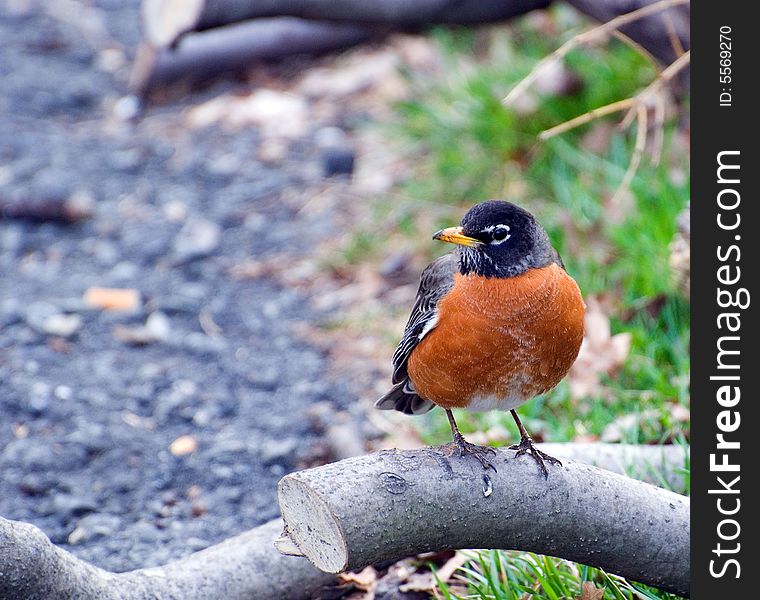 Robin on a laying low tree looks on sides in search of meal