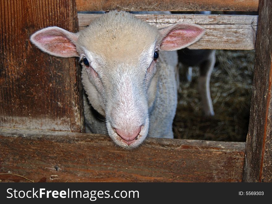 Sheared sheep peeking out of a barn stall. Sheared sheep peeking out of a barn stall.