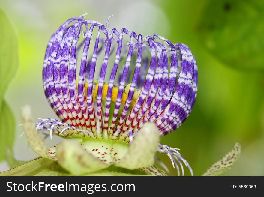 Close up shot of passiflora retipitala flower