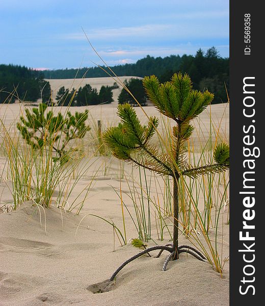 Desert plant with airy roots