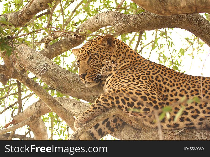 Leopard in a tree in the Sabi Sands Reserve