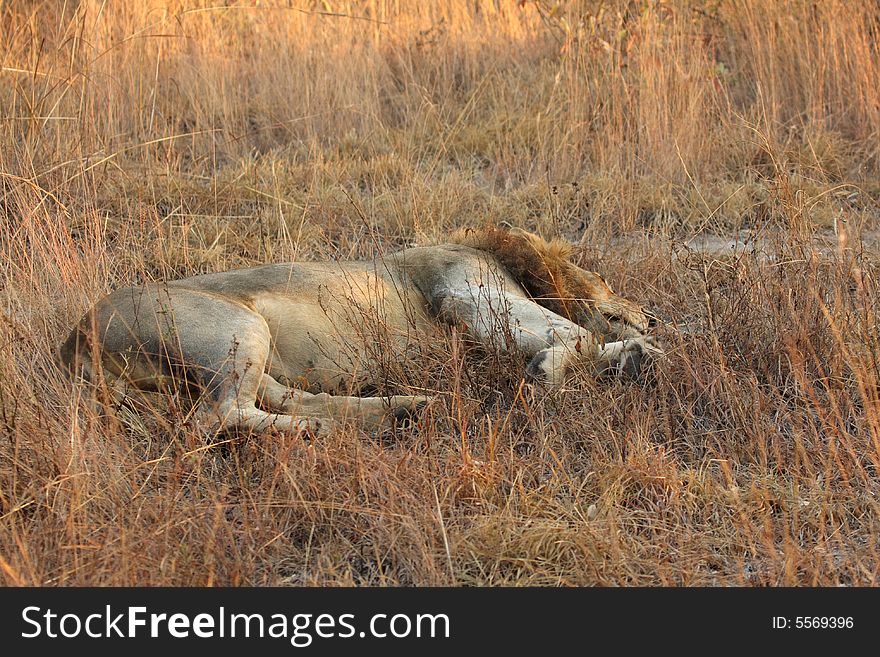 Lion In Sabi Sands