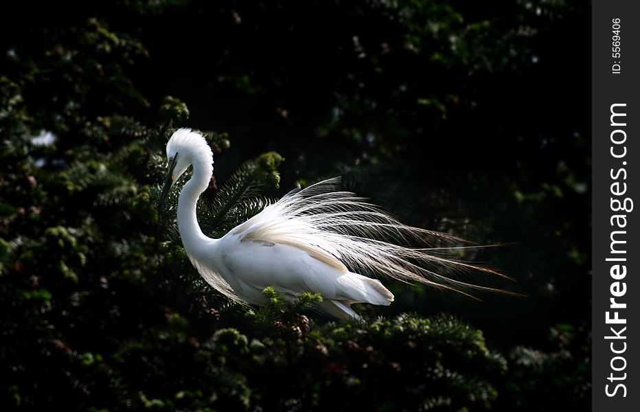 The egret likes angle on the tree