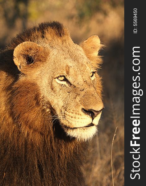 Lion in Sabi Sands Reserve, South Africa