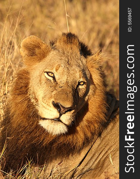 Lion in Sabi Sands Reserve, South Africa