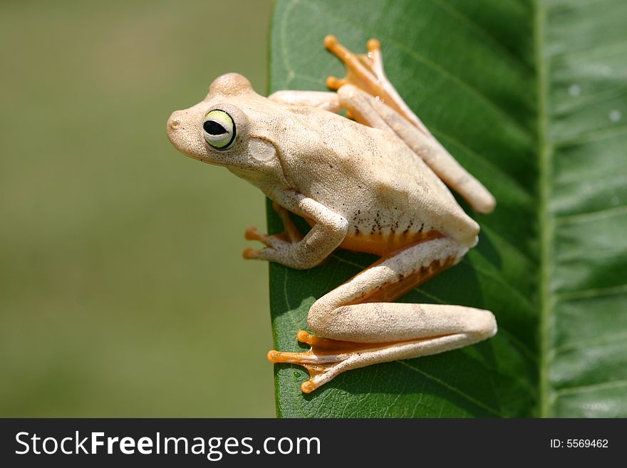 Frog On A Leaf