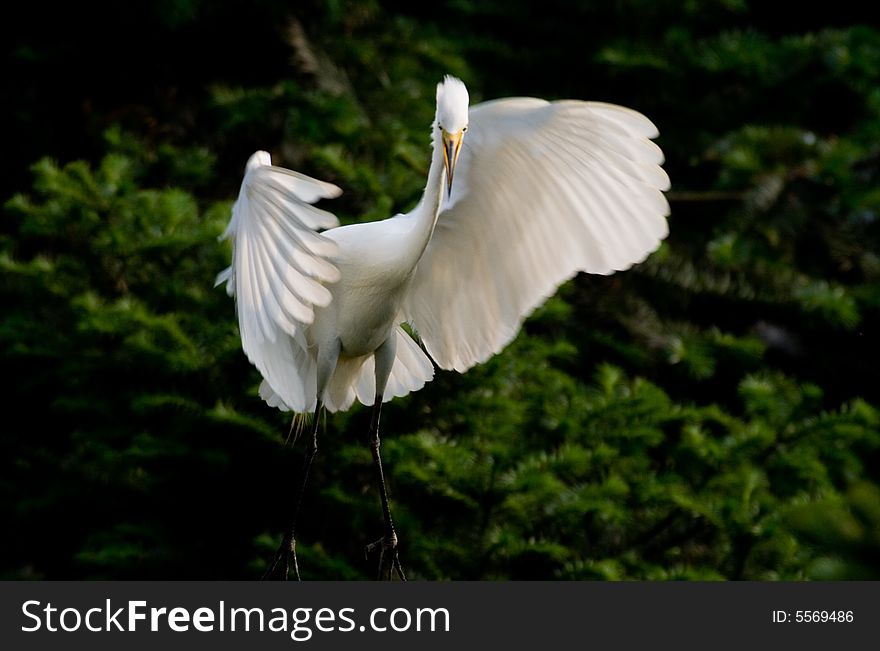 Egret