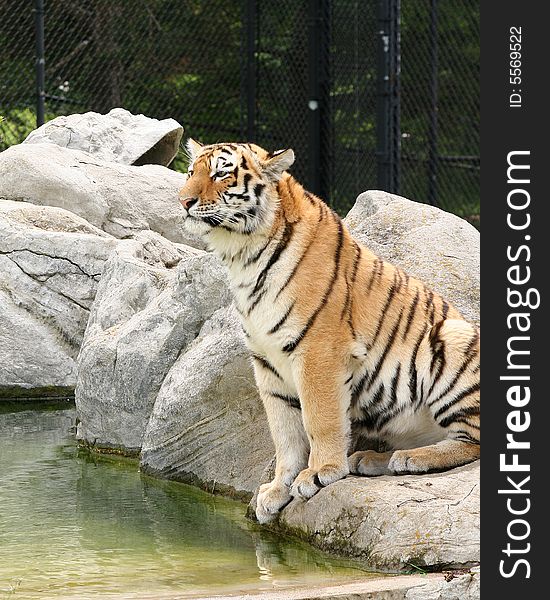 Siberian tiger sitting on a rock at a naturalized zoo habitat