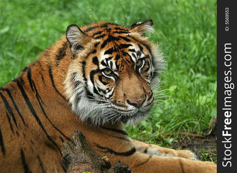 Portrait of a Sumatran Tiger