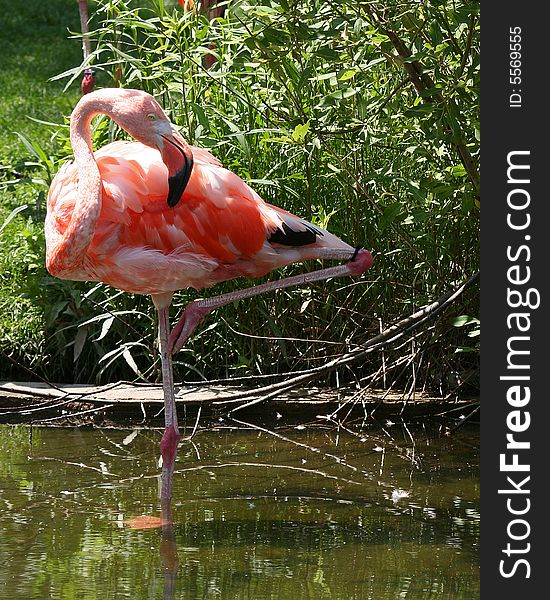 Pink flamingo grooming under the hot sun