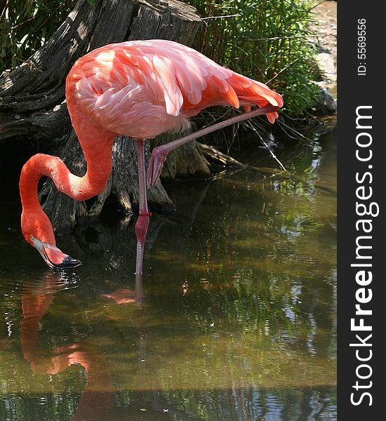 Pink flamingo drinking water from a pond