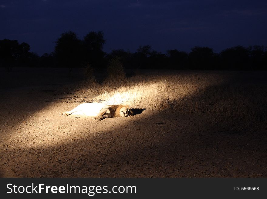 Lion in Sabi Sands Reserve, South Africa