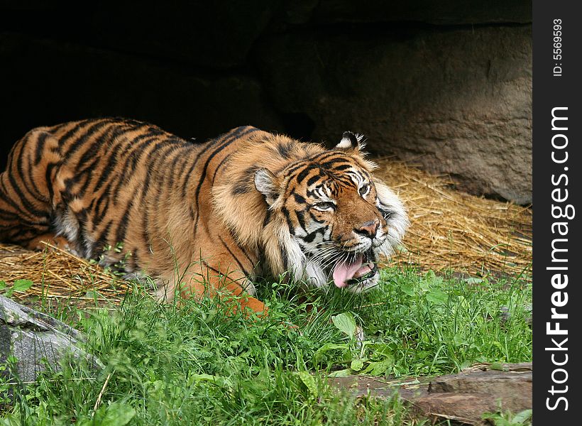Sumatran Tiger lying in a shelter at a zoo licking its chops after a tasty lunch