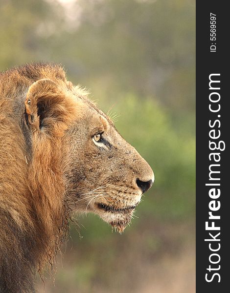 Lion in Sabi Sands Reserve, South Africa