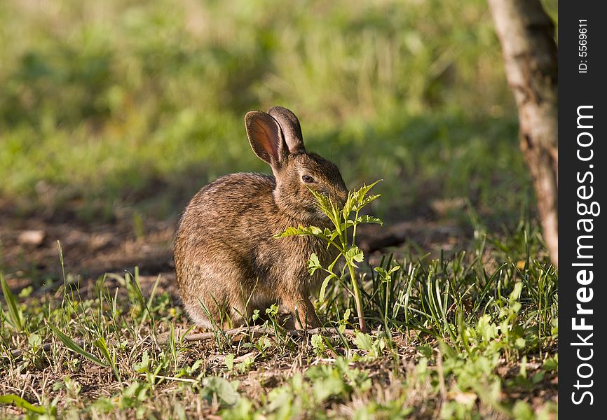 Image of  rabbit in the wild. Image of  rabbit in the wild