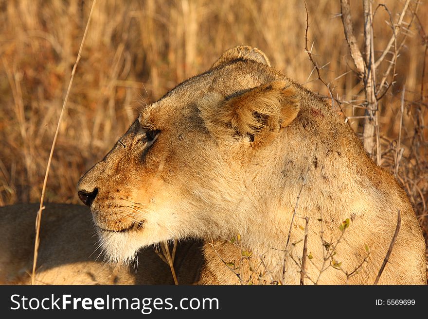 Lioness in Sabi Sands