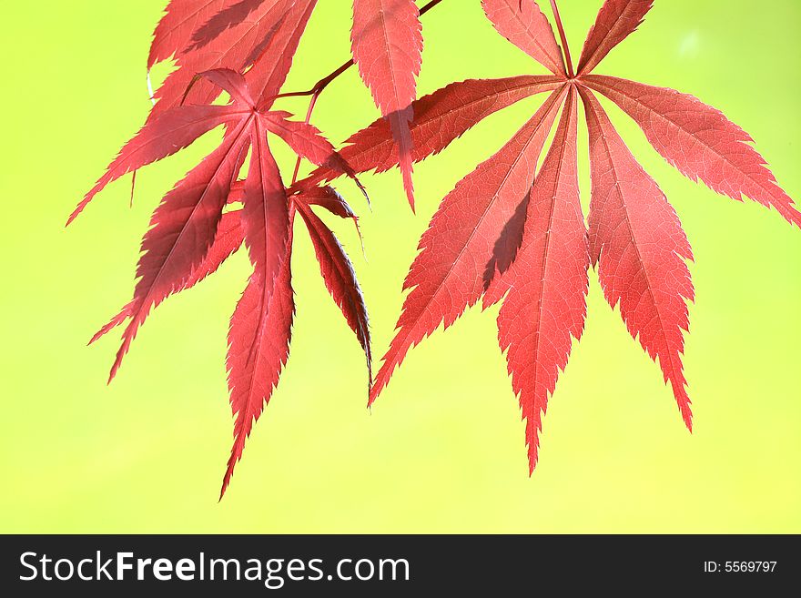 Maple Leaves