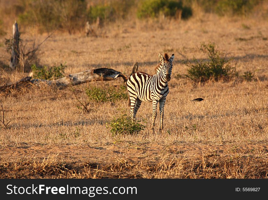 Zebra In Sabi Sands