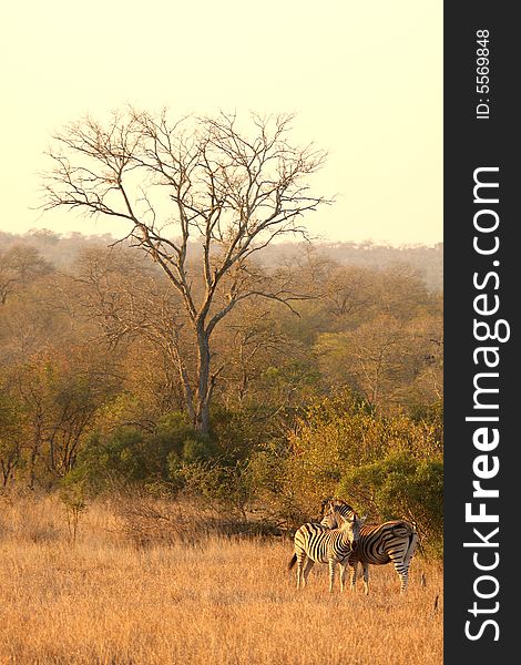 Zebra in Sabi Sands Reserve, South Africa